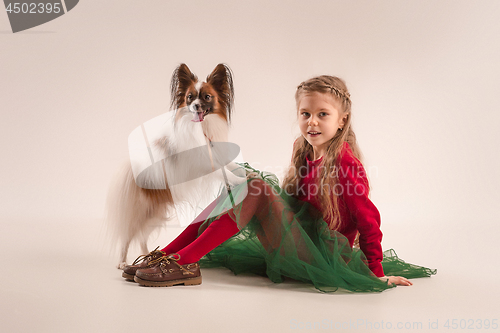 Image of Studio portrait of a small yawning puppy Papillon