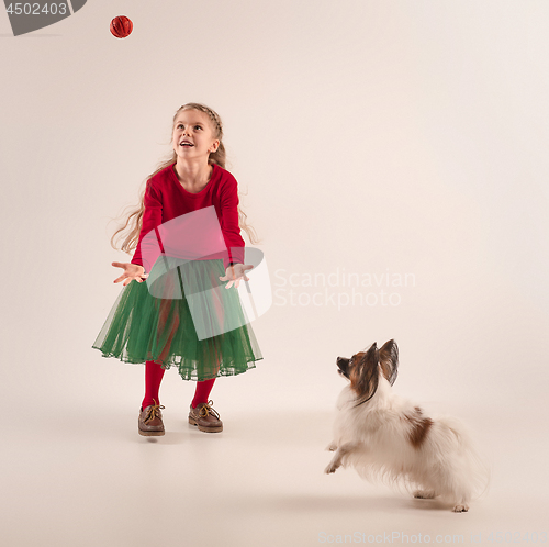 Image of Studio portrait of a small yawning puppy Papillon