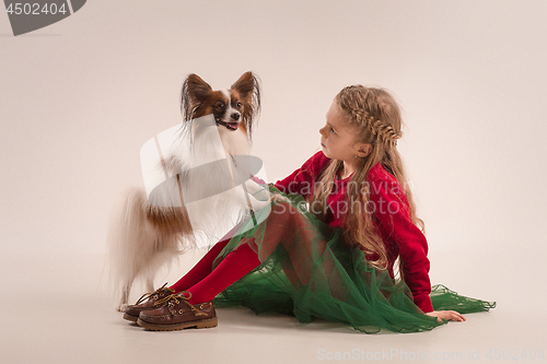 Image of Studio portrait of a small yawning puppy Papillon