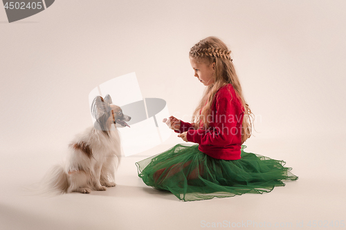 Image of Studio portrait of a small yawning puppy Papillon