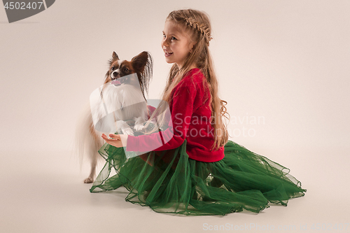 Image of Studio portrait of a small yawning puppy Papillon