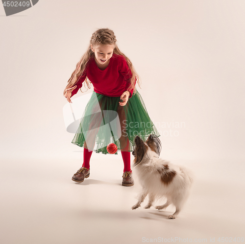 Image of Studio portrait of a small yawning puppy Papillon