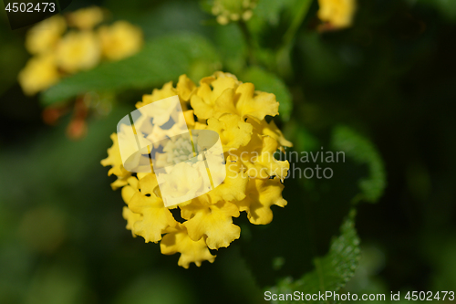 Image of Shrub verbena flower