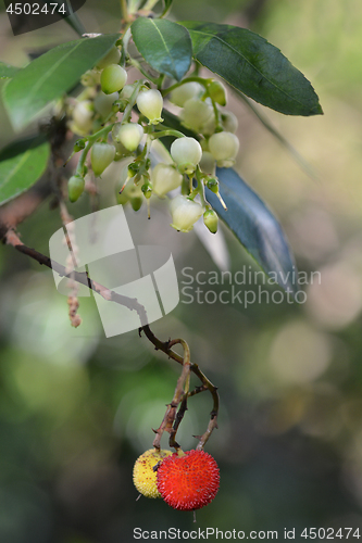 Image of Strawberry tree