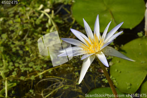 Image of Blue Egyptian lotus