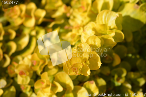Image of Golden creeping jenny