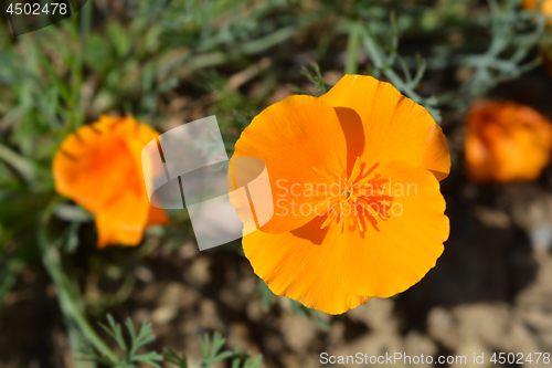 Image of Golden poppy flower