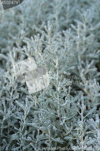 Image of Cypress lavender cotton