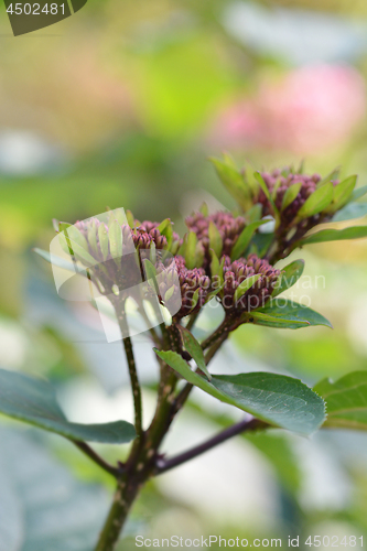 Image of Rose glorybower