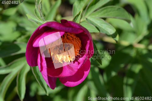 Image of Low peony