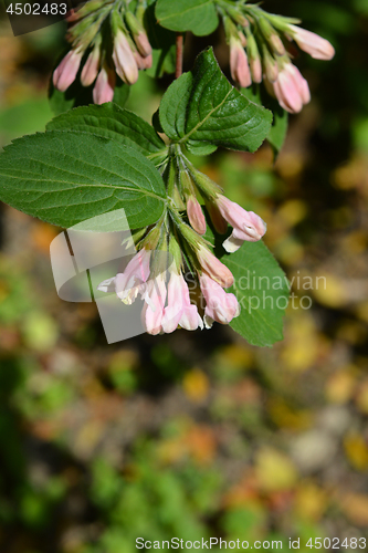 Image of Japanese weigela