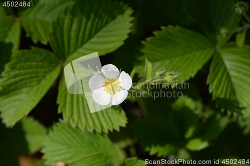 Image of Wild strawberry flower