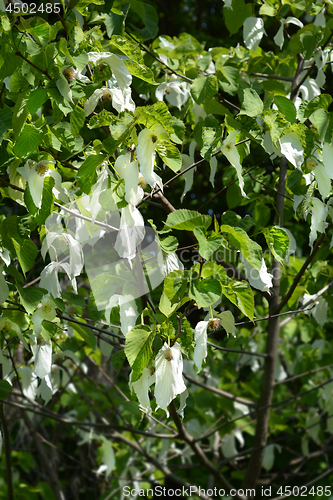 Image of Handkerchief tree