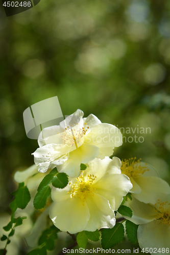 Image of Golden rose of China