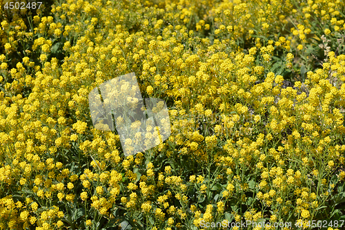 Image of Basket-of-Gold Alyssum