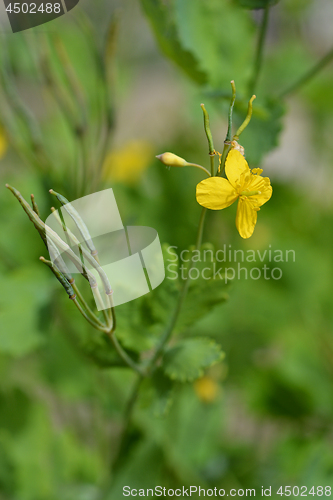 Image of Greater celandine