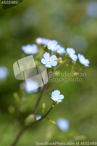 Image of Siberian bugloss