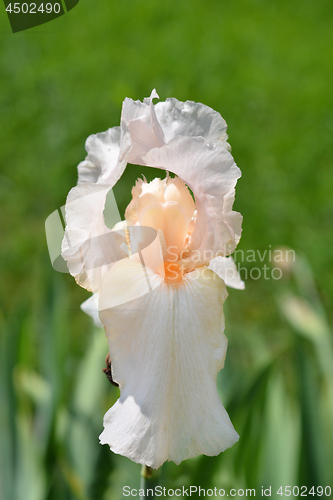 Image of Tall bearded iris Girl friday