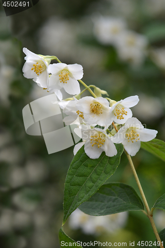 Image of Florida mock orange