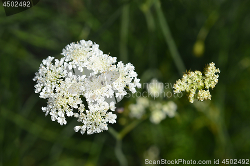 Image of Corky-fruited water-dropwort