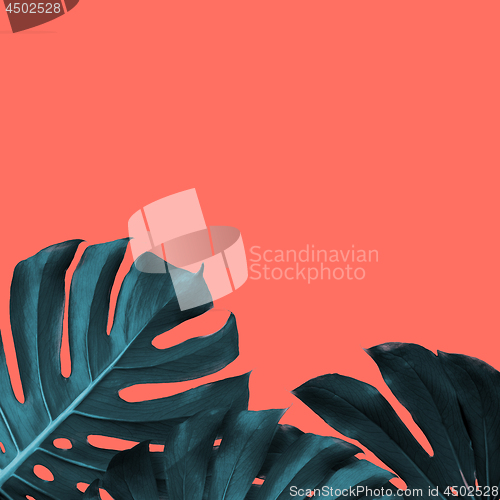 Image of Frame of tropical leaves of monstera on a new color Living Coral background, place for text.