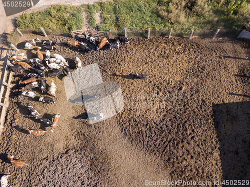 Image of Aerial view from drone to agriculture farmland with a herd of cows graze on a dairy farm. Top view.