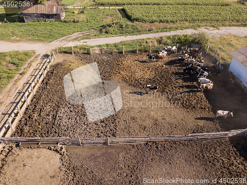 Image of Bird\'s eye view from drone to herd of cows is grazed on a cattle farmland.