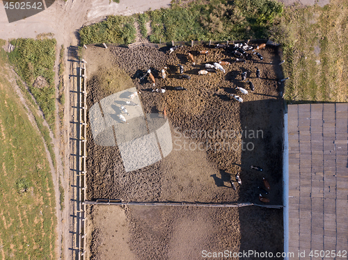 Image of Large livestock of cows grazes on an agricultural farmland in a sunny day. Top aerial view from drone.