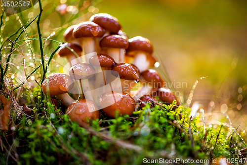 Image of Armillaria Mushrooms of honey agaric In a Sunny forest.