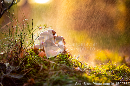 Image of Armillaria Mushrooms of honey agaric In a Sunny forest in the ra