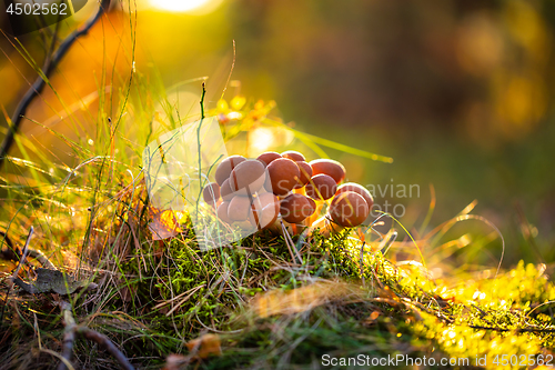 Image of Armillaria Mushrooms of honey agaric In a Sunny forest.