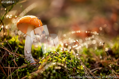 Image of Amanita muscaria, Fly agaric Mushroom In a Sunny forest in the r