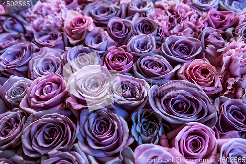 Image of Natural roses background closeup