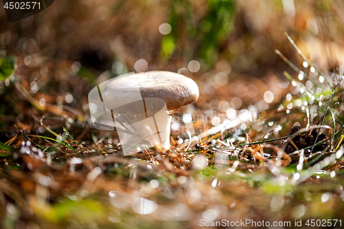 Image of Mushroom Boletus In a Sunny forest in the rain.