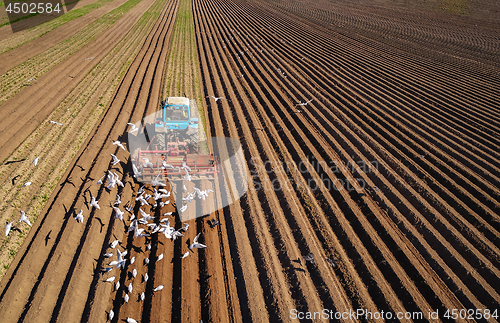 Image of Agricultural work on a tractor farmer sows grain. Hungry birds a