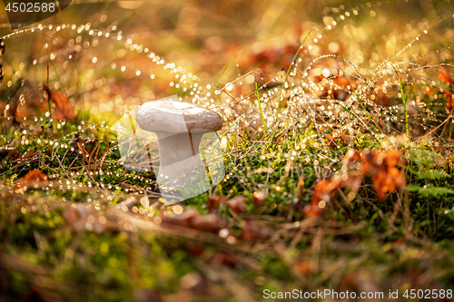 Image of Mushroom Boletus In a Sunny forest in the rain.