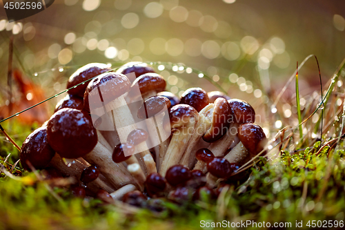 Image of Armillaria Mushrooms of honey agaric In a Sunny forest.