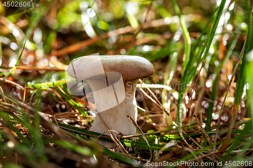 Image of Mushroom Boletus In a Sunny forest in the rain.