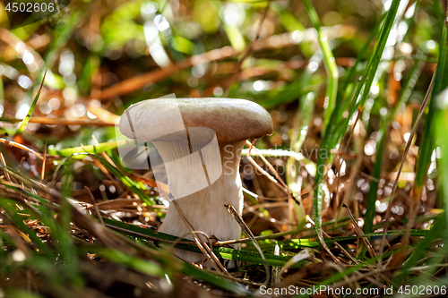 Image of Mushroom Boletus In a Sunny forest in the rain.