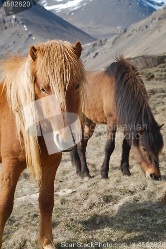 Image of Horse grazing on a field