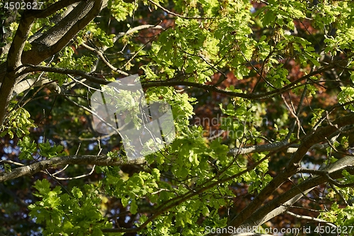 Image of Spring Green Leaves