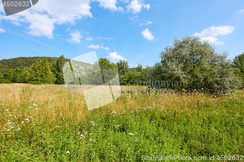 Image of Meadow in summer with plants growing