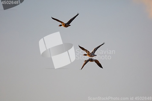 Image of Geese glying in sunset