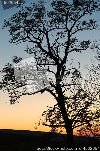 Image of Bare trees silhouettes