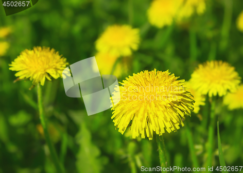 Image of Yellow Dandelions Closeup In A Green Meadow