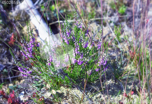 Image of Wild Blooming Heather In Nature Closeup