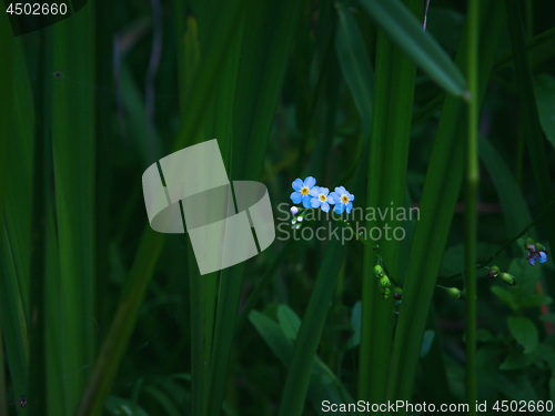 Image of Woodland Forget-me-not Flowers Closeup On The Dark Green Backgro