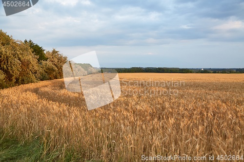 Image of Wheat field detail