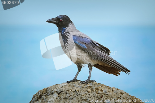 Image of Crow on the Stone