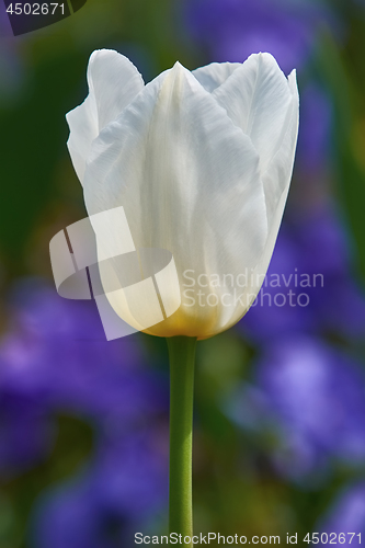 Image of White Tulip Flower